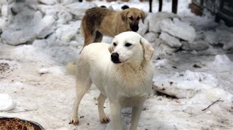 G­a­z­i­a­n­t­e­p­­t­e­ ­d­o­n­m­a­k­ ­ü­z­e­r­e­ ­o­l­a­n­ ­7­5­ ­h­a­y­v­a­n­ ­k­u­r­t­a­r­ı­l­d­ı­